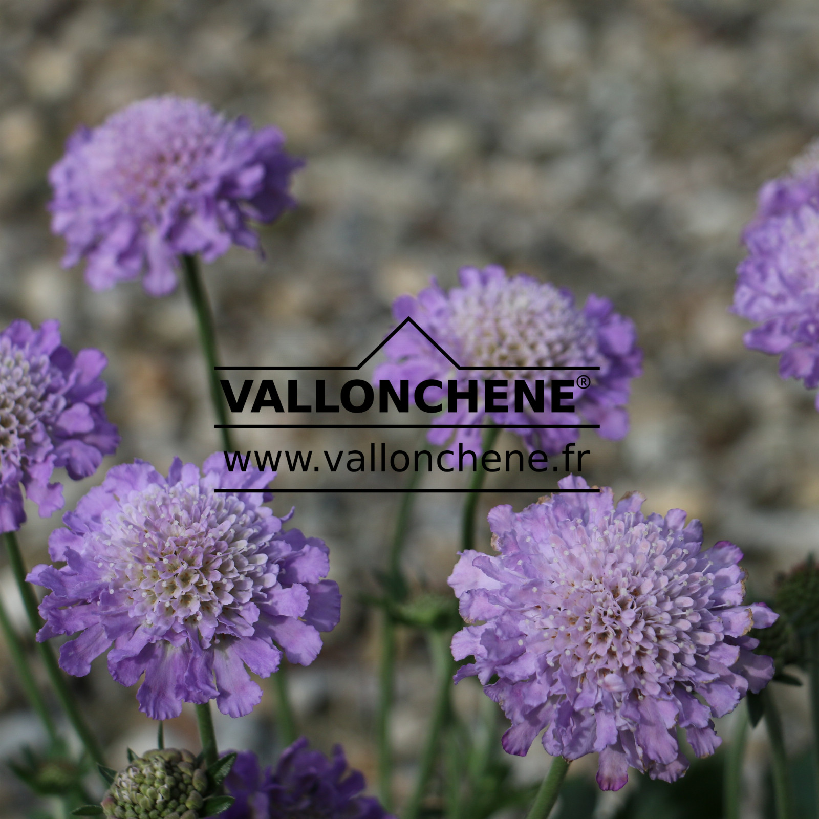 SCABIOSA columbaria 'Blue Butterfly' en Mars