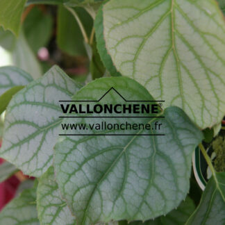 SCHIZOPHRAGMA hydrangeoides 'Moonlight' en Mai