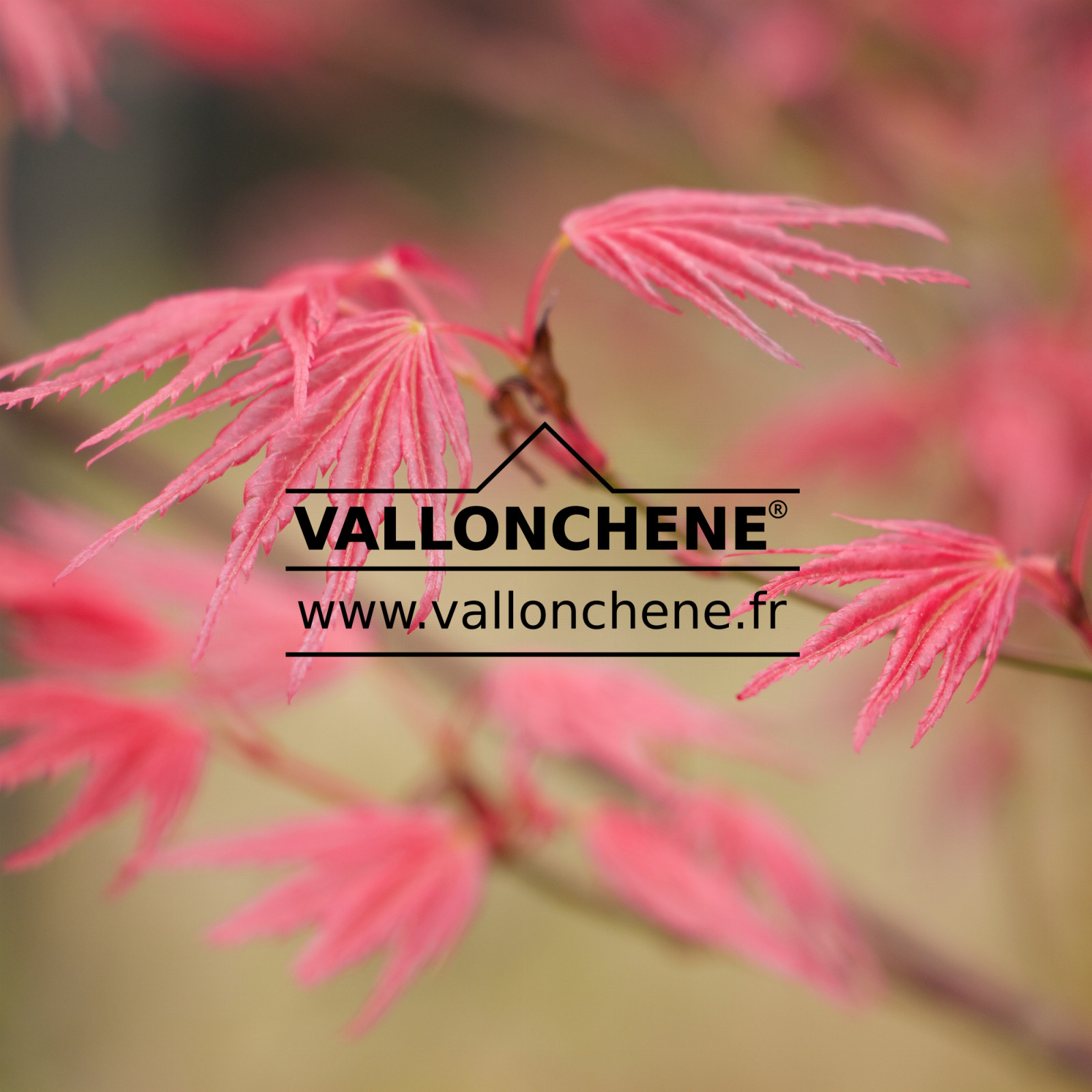 ACER palmatum 'Hino-Tori Nishiki' en Mars