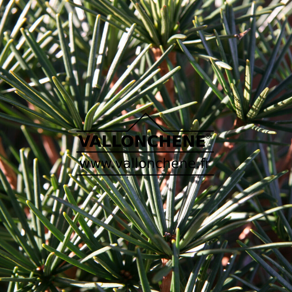 SCIADOPITYS verticillata