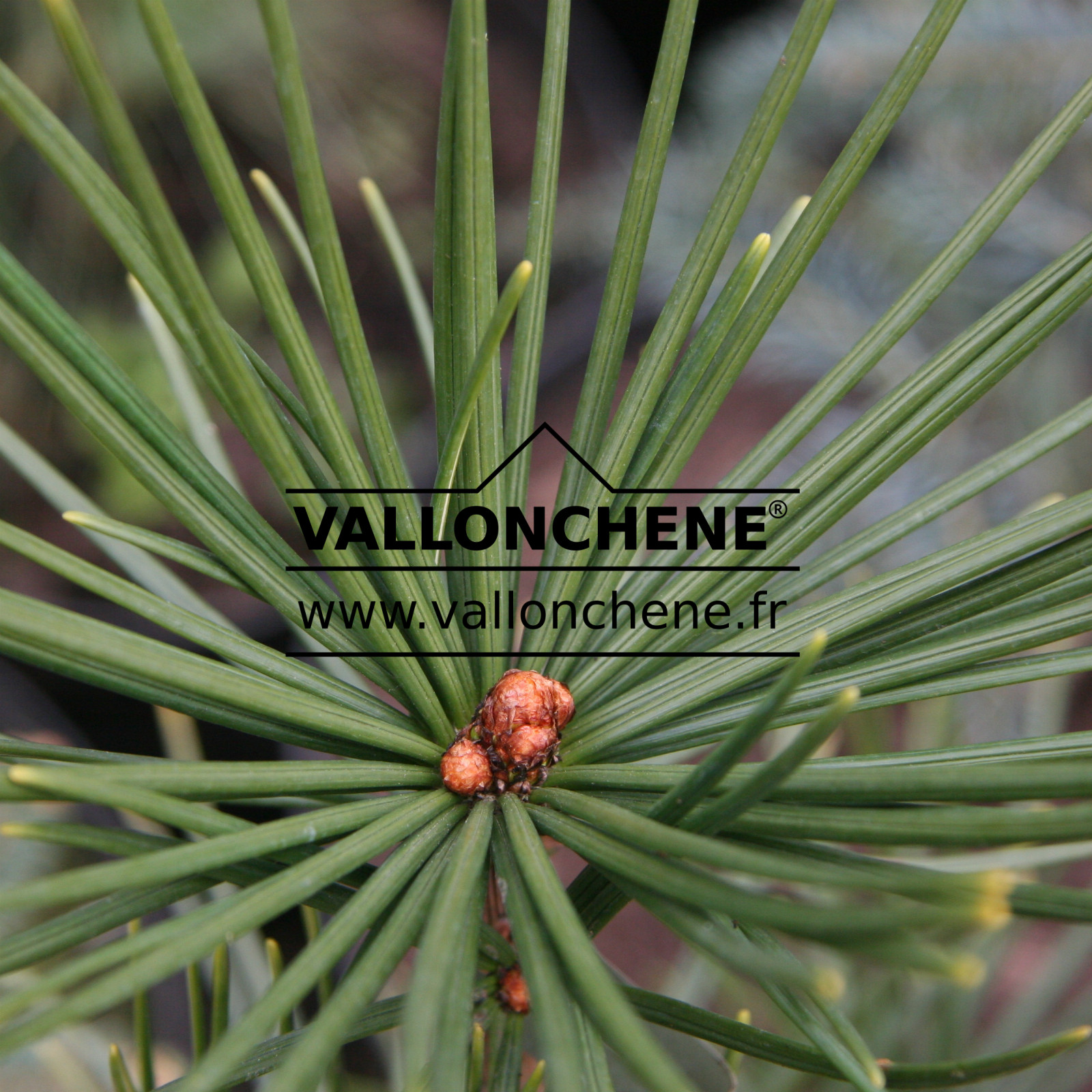 SCIADOPITYS verticillata ‘Big Filip’