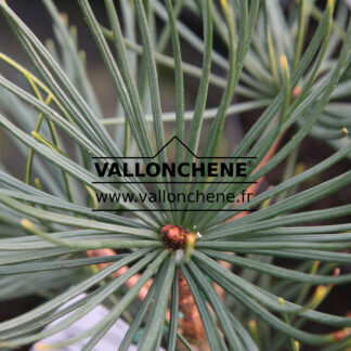 SCIADOPITYS verticillata 'Feuerwerk'