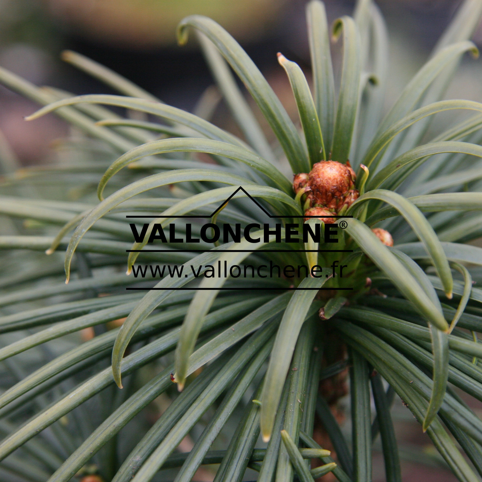 SCIADOPITYS verticillata ‘Gold Starwars’