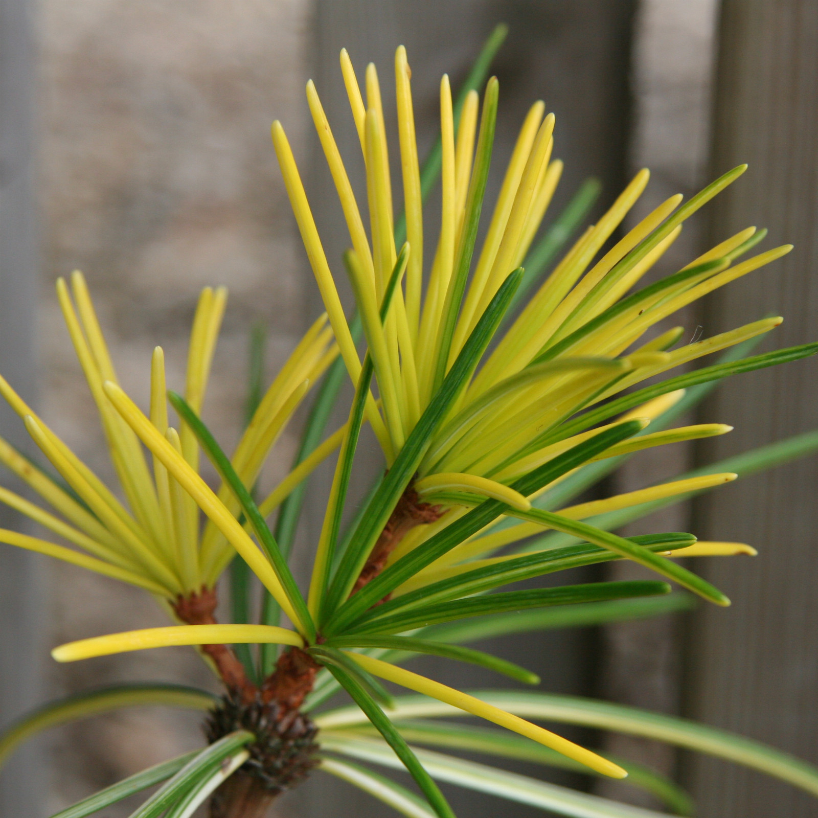 SCIADOPITYS verticillata ‘Marylin Monroe’ en Septembre