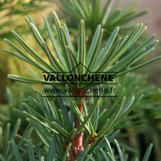SCIADOPITYS verticillata 'Sternschnuppe'