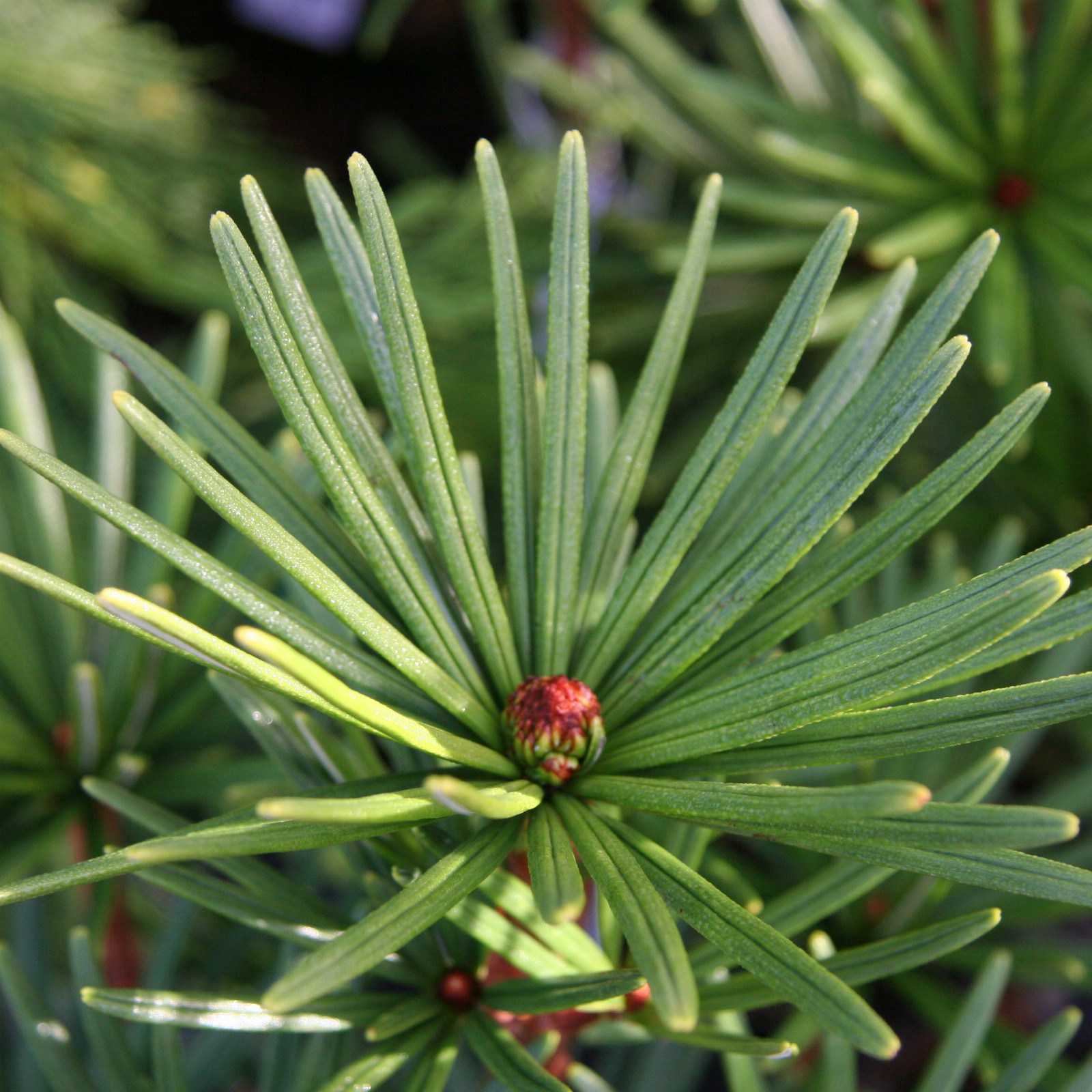 SCIADOPITYS verticillata ‚Sternschnuppe‘ en Octobre