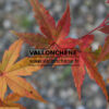 Feuillage automnale de l'ACER palmatum 'Hokuwa'