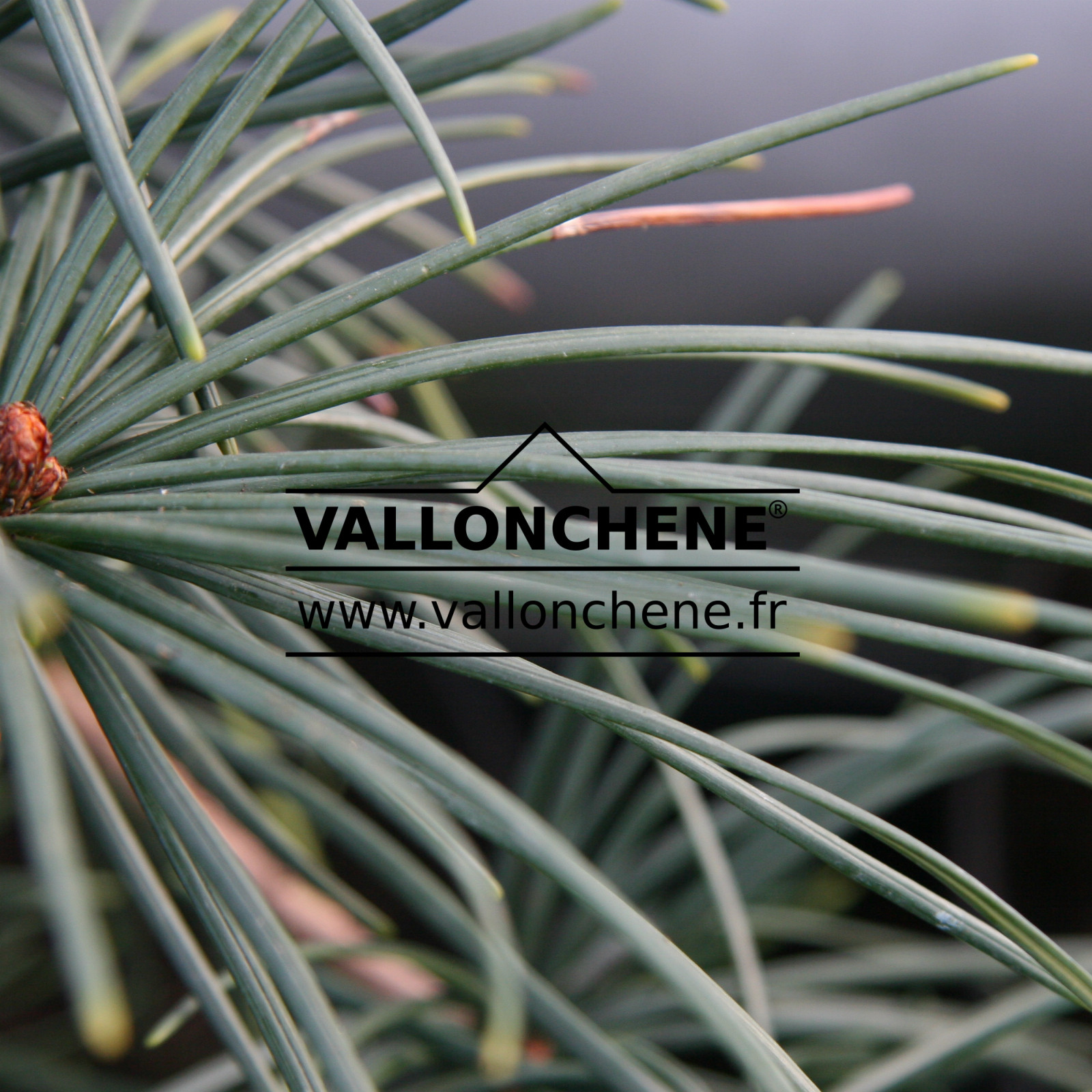 SCIADOPITYS verticillata ‘Tsai Cheng’