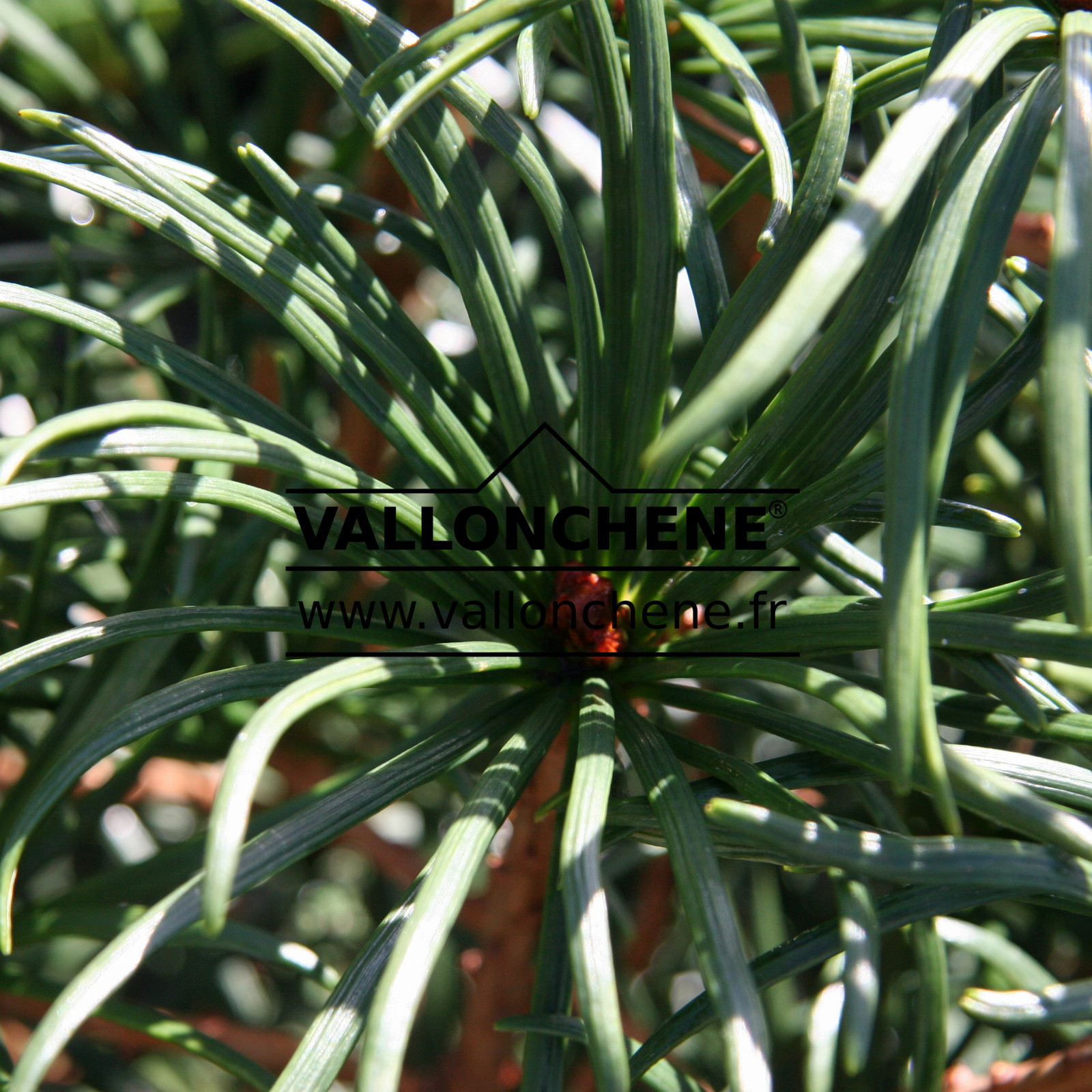 SCIADOPITYS verticillata ‘Twister’
