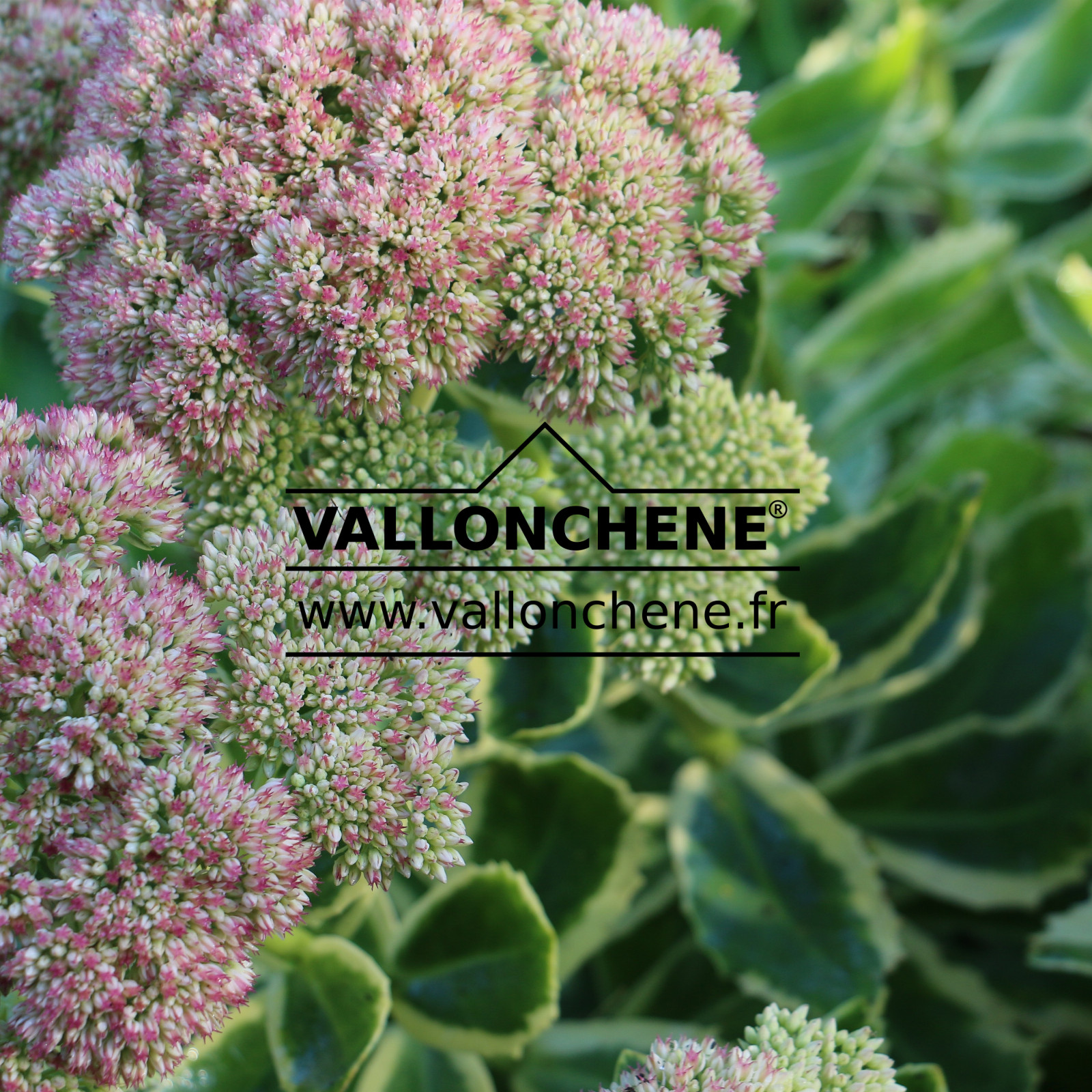 SEDUM ‘Autumn Charm’ en Septembre