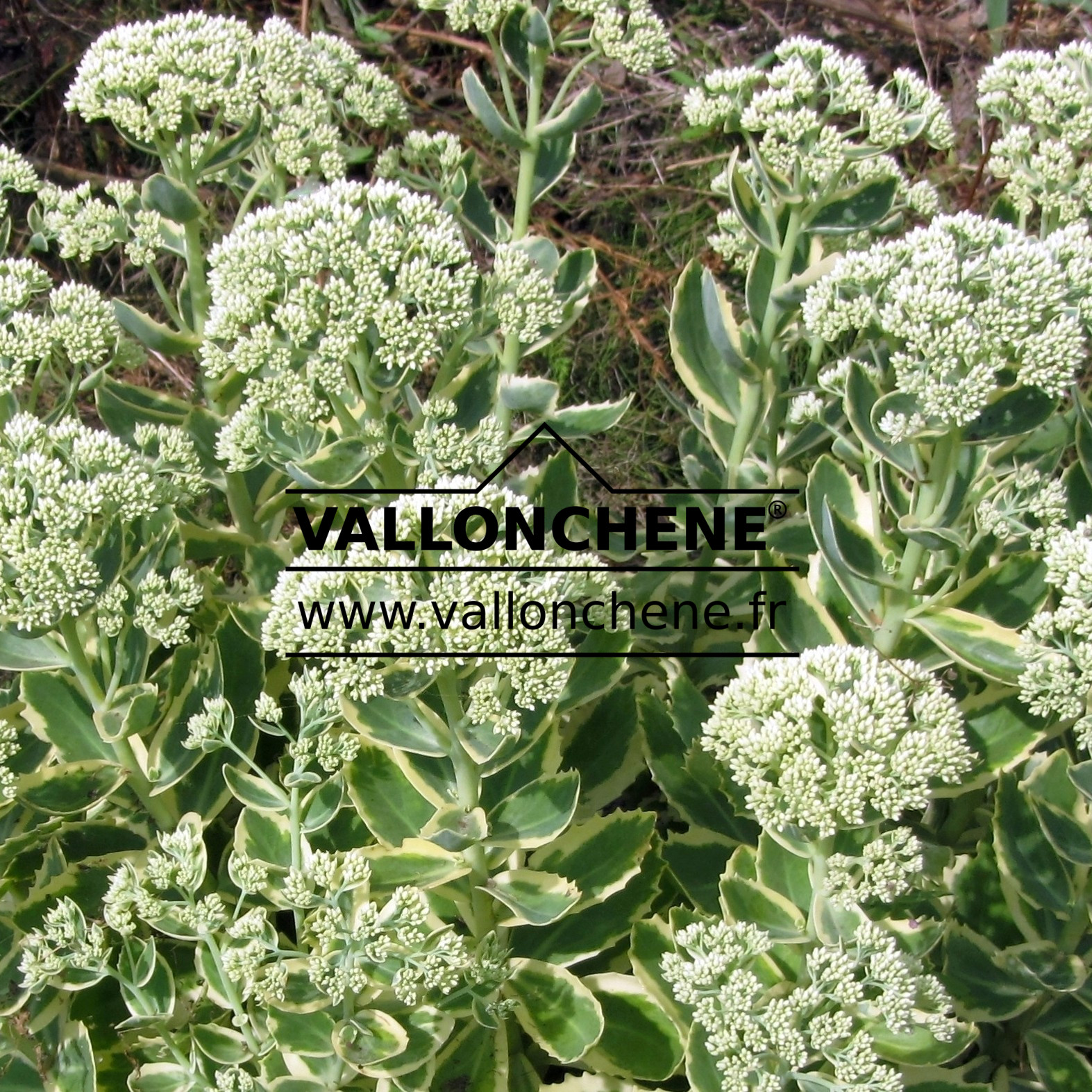 SEDUM ‘Autumn Charm’ en Juillet