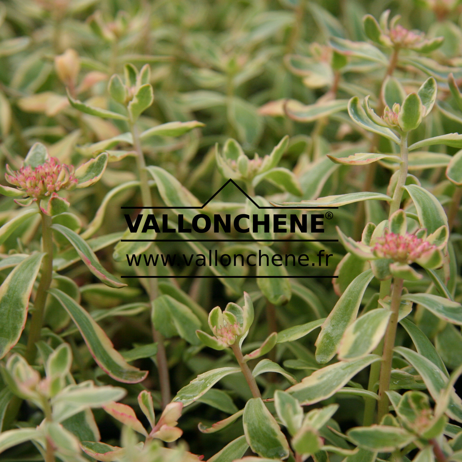 SEDUM kamtschaticum ‘Variegatum’ en Mai