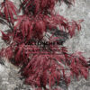 ACER palmatum ‘Inaba-Shidare’ en Mai ACER palmatum ‘Inaba-Shidare’ en Mai