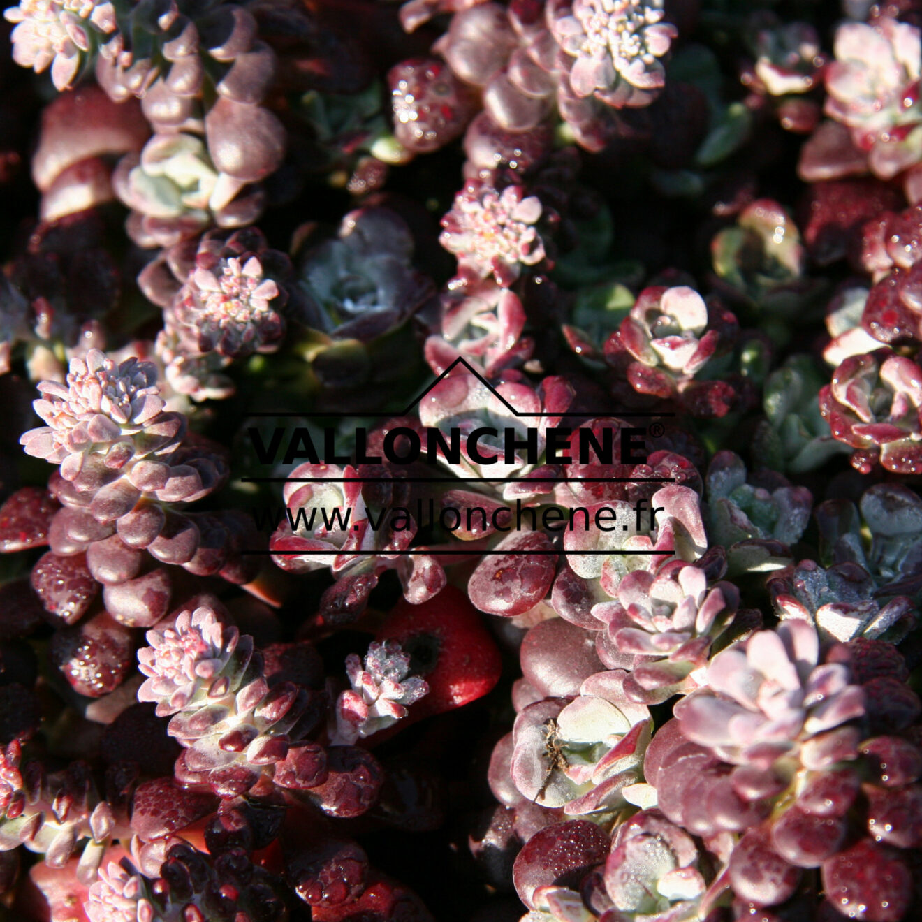 SEDUM spathulifolium 'Purpureum'