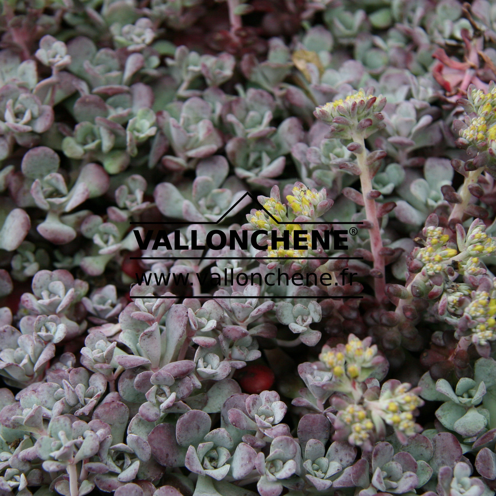 SEDUM spathulifolium ‚Purpureum‘ en Mai