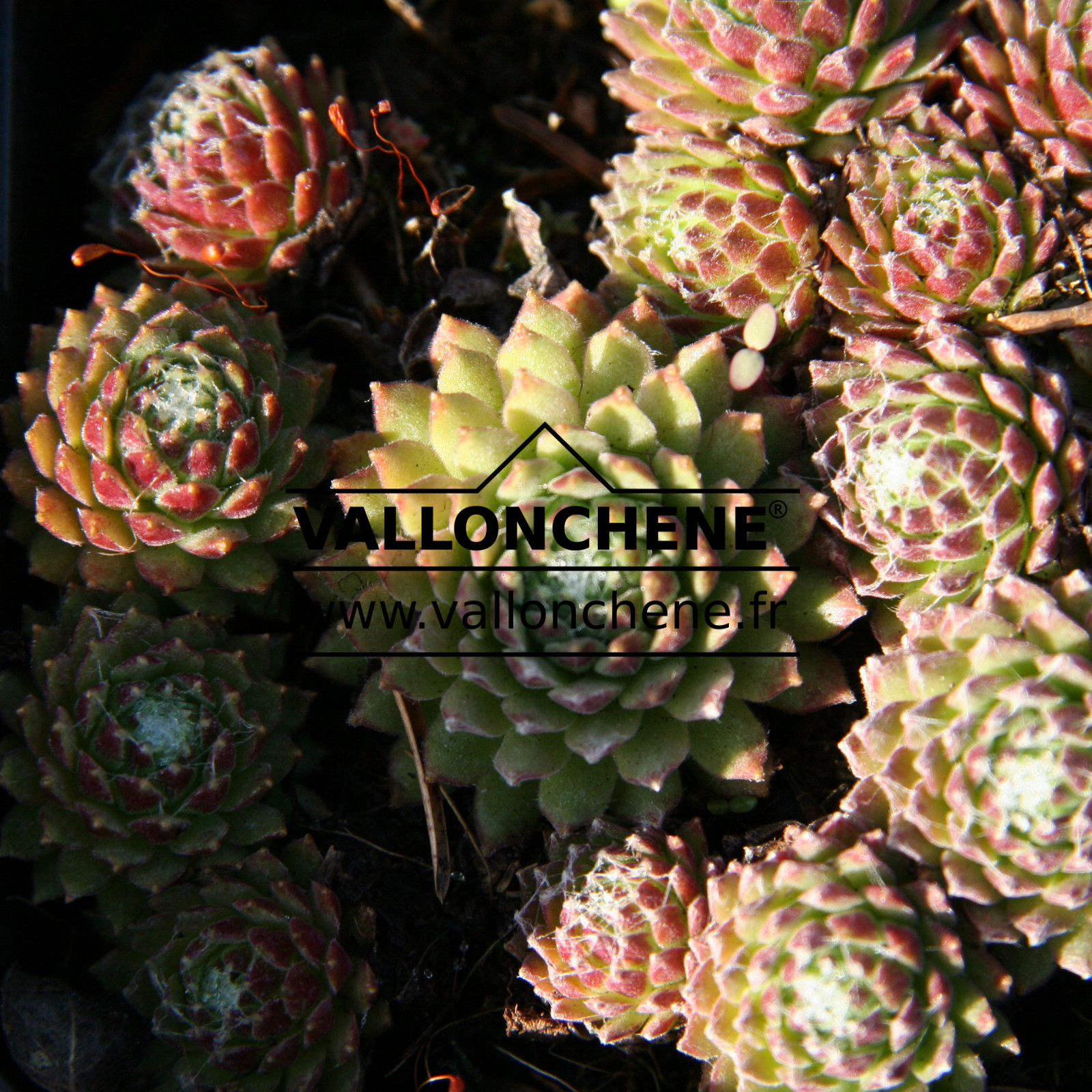 SEMPERVIVUM arachnoideum