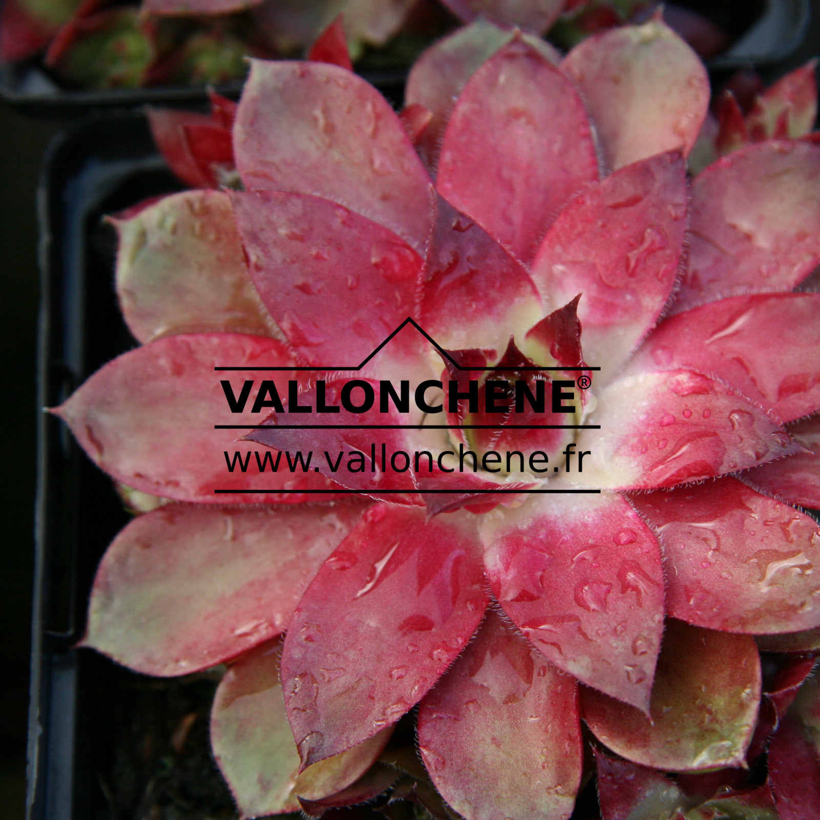 SEMPERVIVUM arachnoideum 'Rubin' en Mai