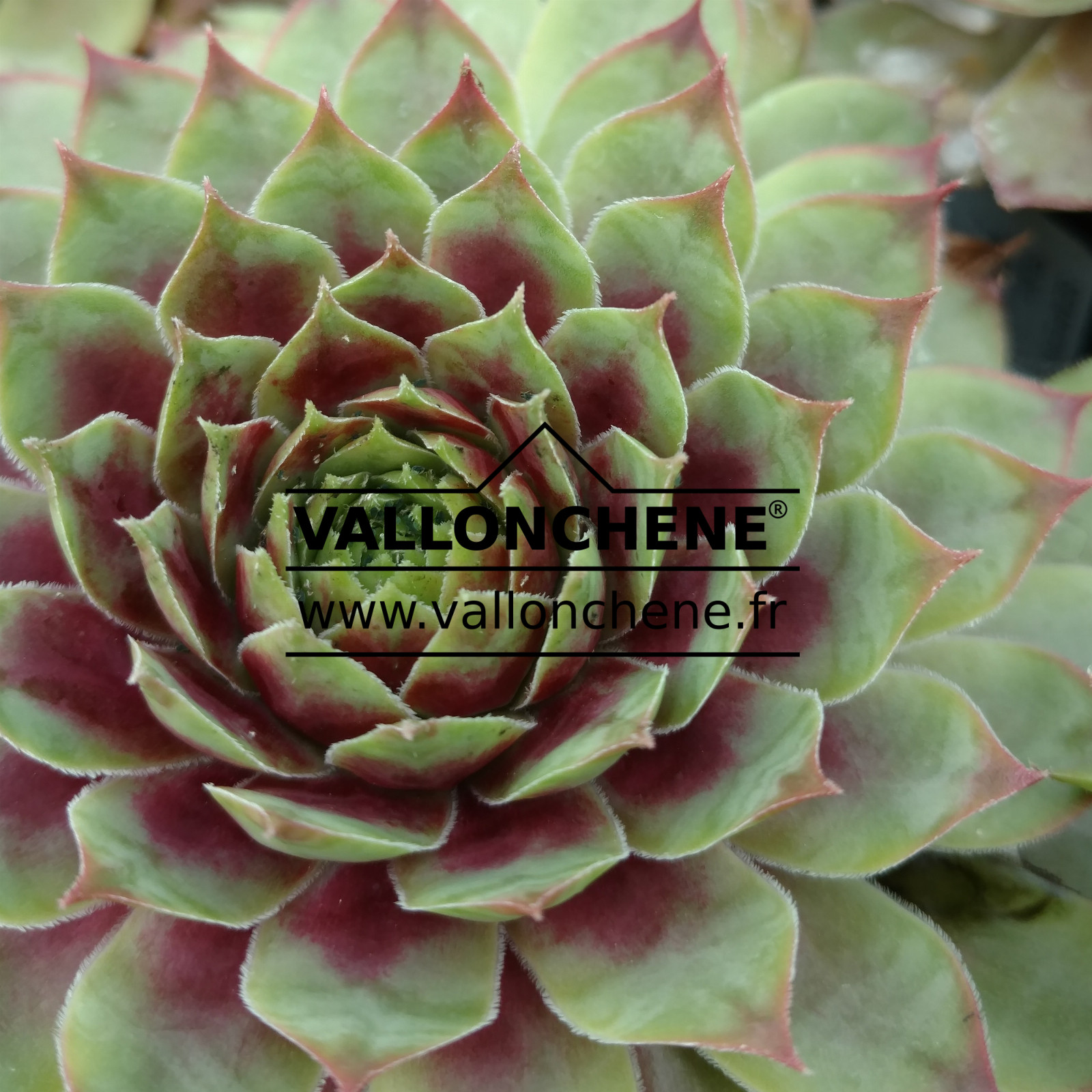 SEMPERVIVUM arachnoideum 'Rubin' en Août