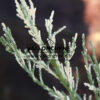 SEQUOIADENDRON giganteum 'French Beauty' en Octobre