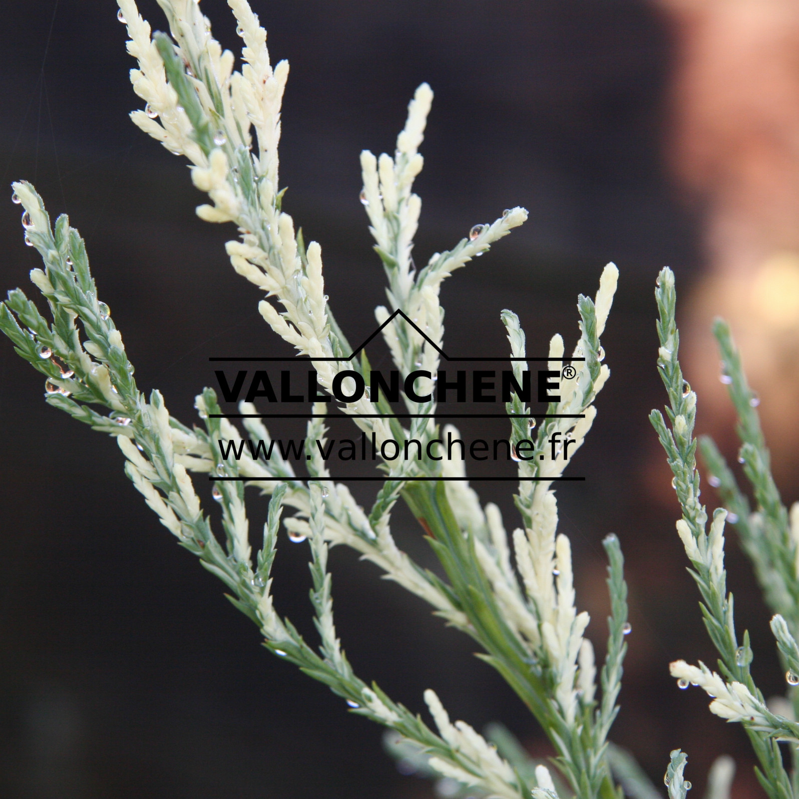 SEQUOIADENDRON giganteum ‚French Beauty‘ en Octobre