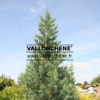 Port conique du SEQUOIADENDRON giganteum 'Glaucum' en juin