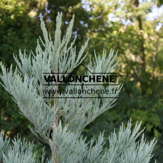 SEQUOIADENDRON giganteum 'Powder Blue' en Juillet