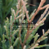 SEQUOIA sempervirens 'Adpressa' en Novembre