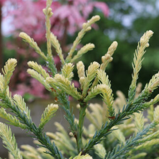 SEQUOIA sempervirens 'Adpressa' en Mai