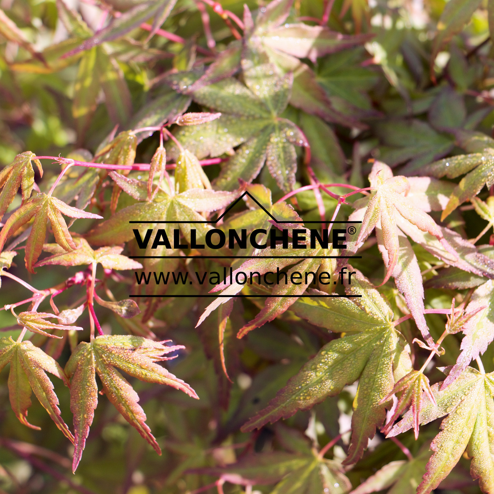 ACER palmatum ‚Issai Nishiki Kawasu‘ en Avril