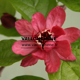 SINOCALYCALYCANTHUS raulstonii 'Hartlage Wine' en Avril