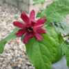 SINOCALYCALYCANTHUS raulstonii 'Hartlage Wine' en Juillet