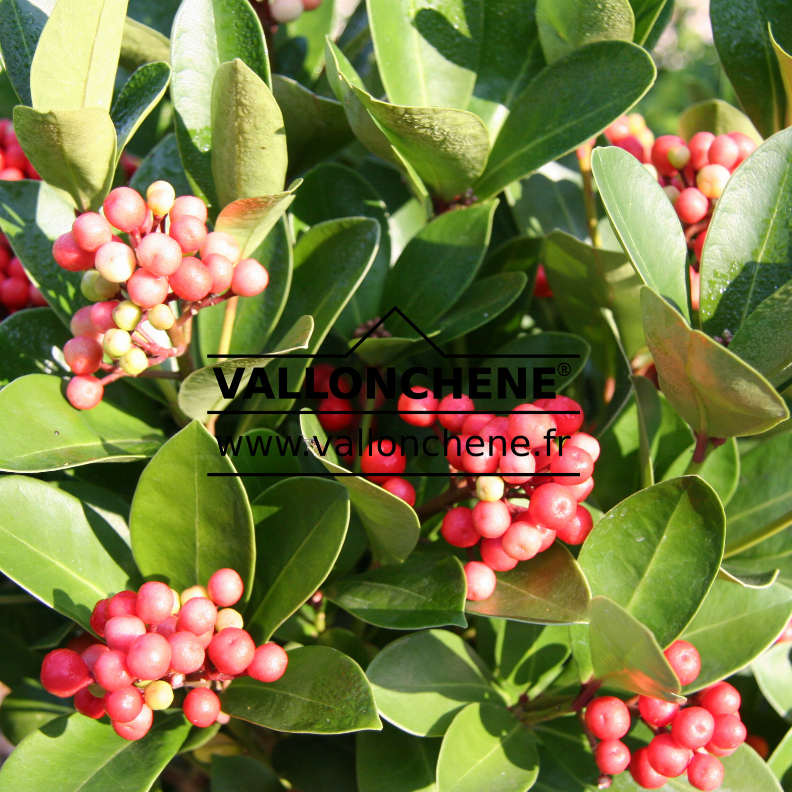 SKIMMIA japonica ‘Obsession’ en Octobre