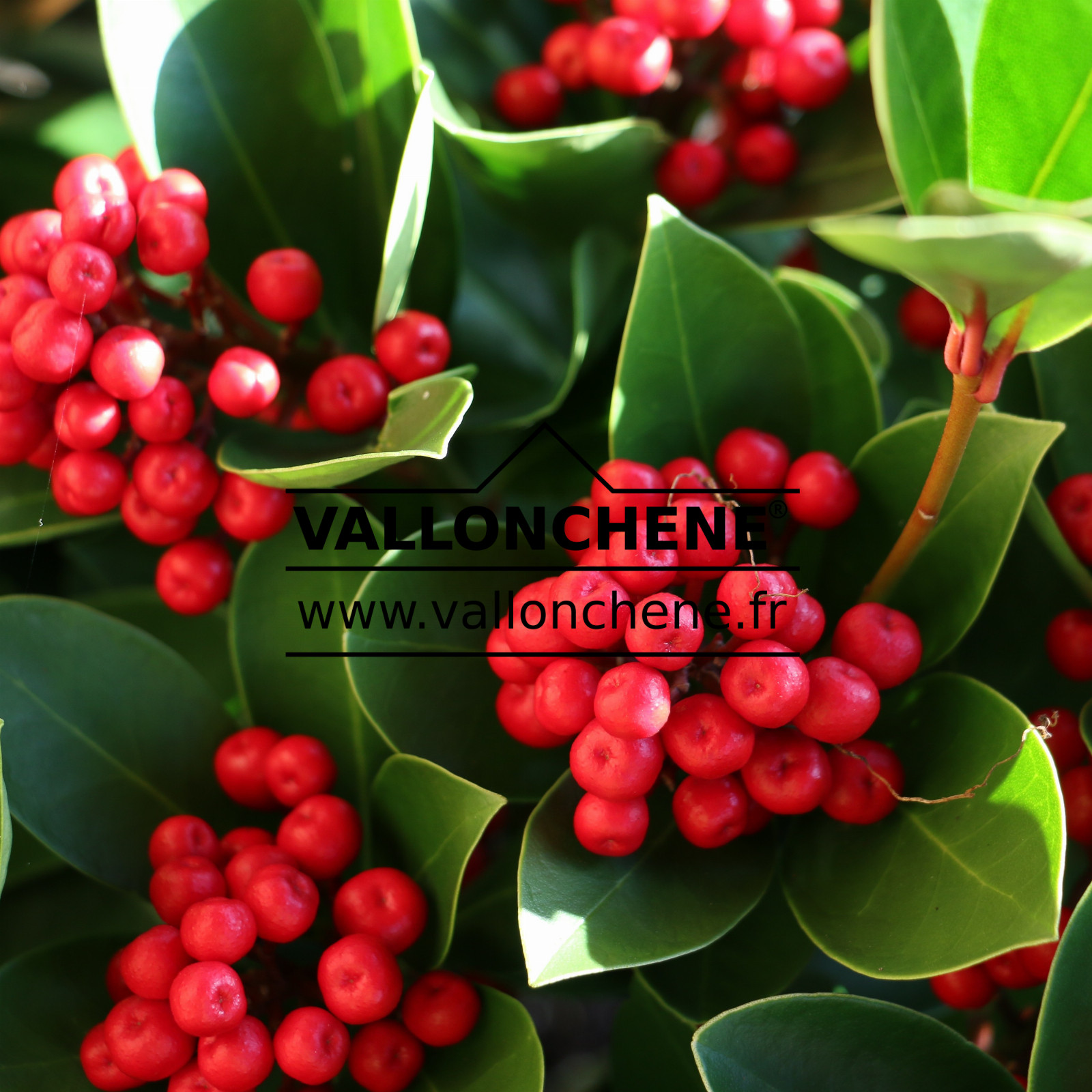 SKIMMIA japonica 'Obsession' en Décembre