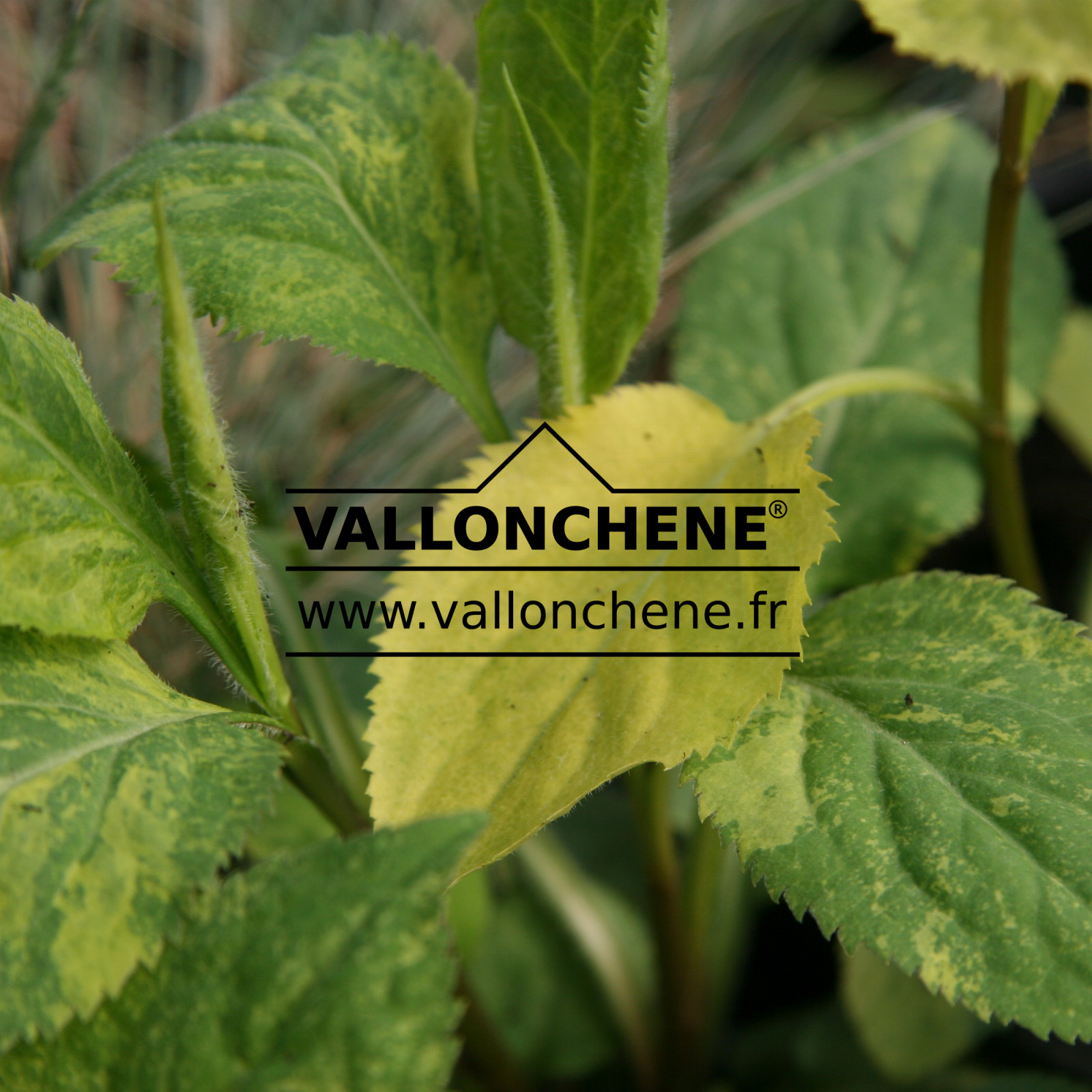 SOLIDAGO flexicaulis ‘Variegata’