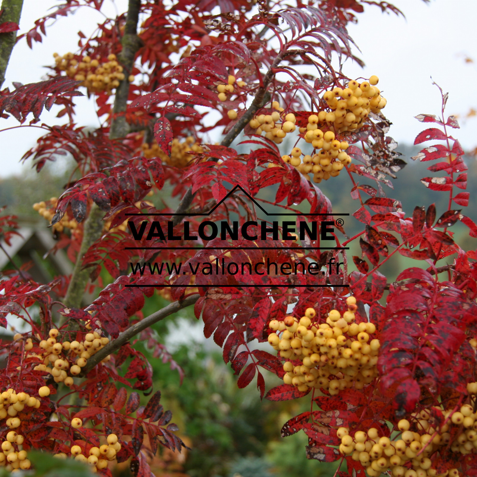 SORBUS aucuparia ‘Joseph Rock’ en Octobre