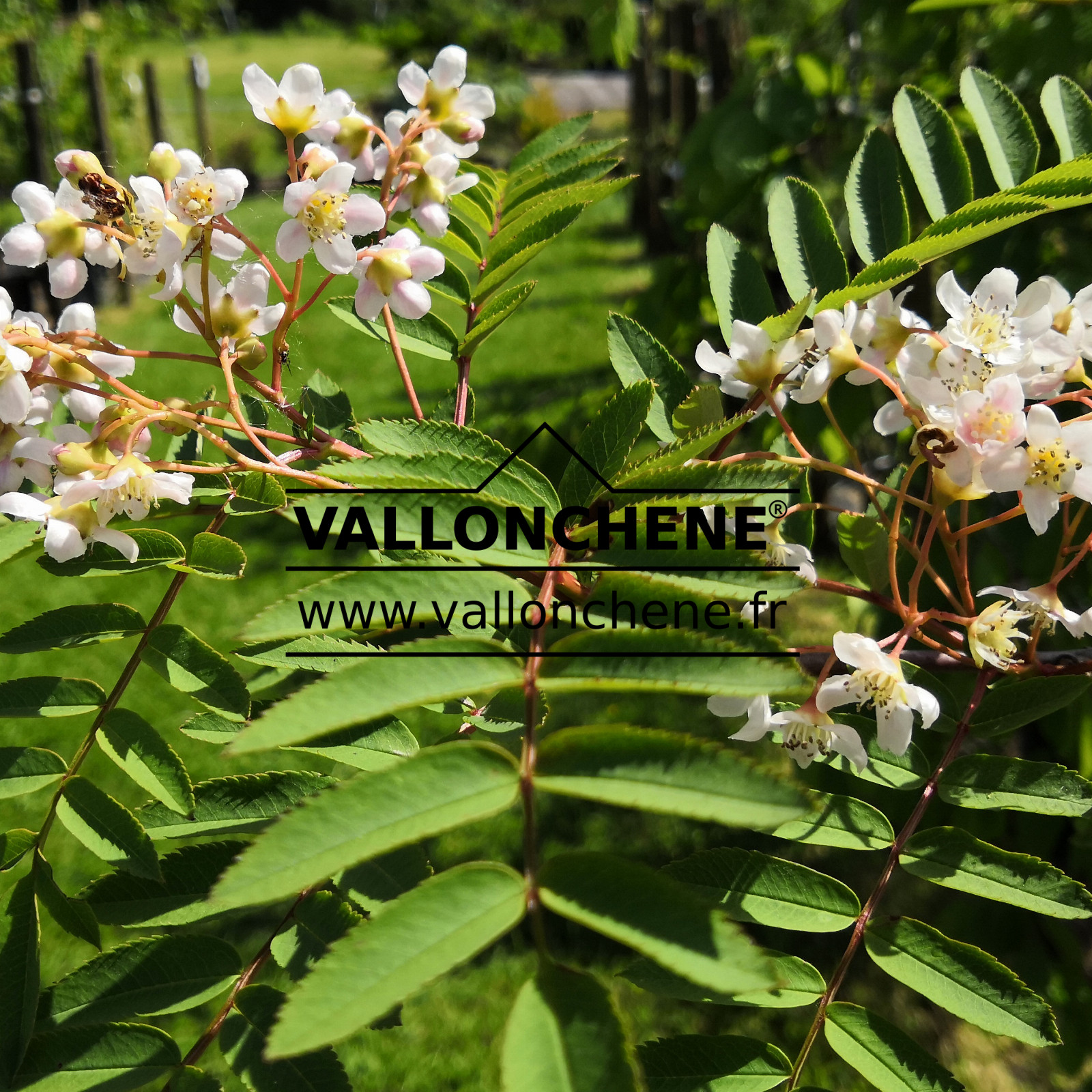 SORBUS vilmorinii en Mai