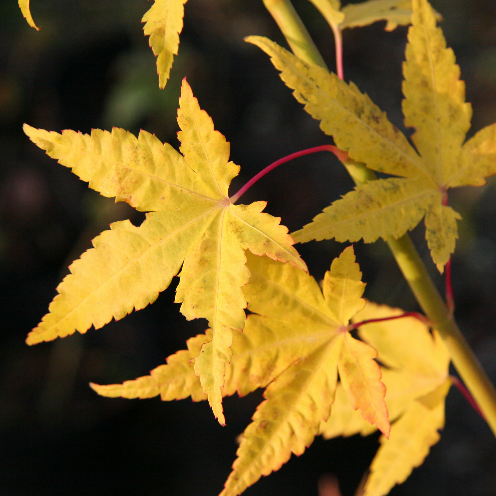 ACER palmatum ‚Japanese Sunrise‘ en Novembre