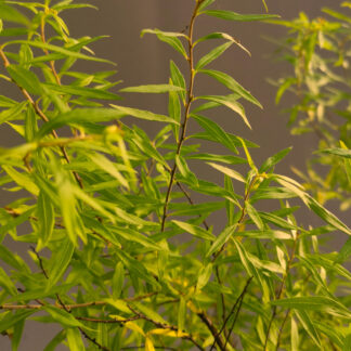 SPIRAEA thunbergii 'Ogon' en Novembre