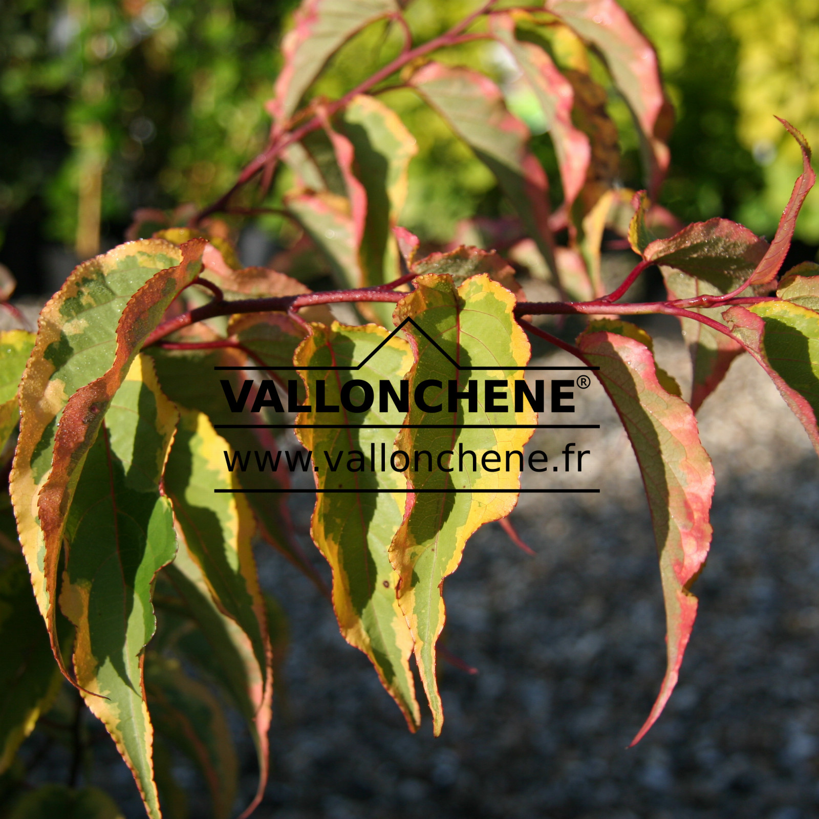 STACHYRUS chinensis ‘Joy Forever’