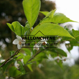 STYRAX japonicus en Juin