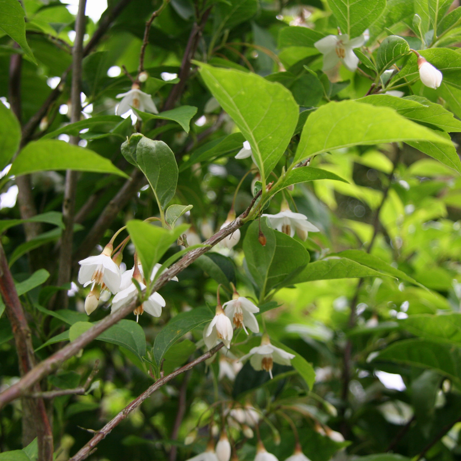 STYRAX japonicus en Juin