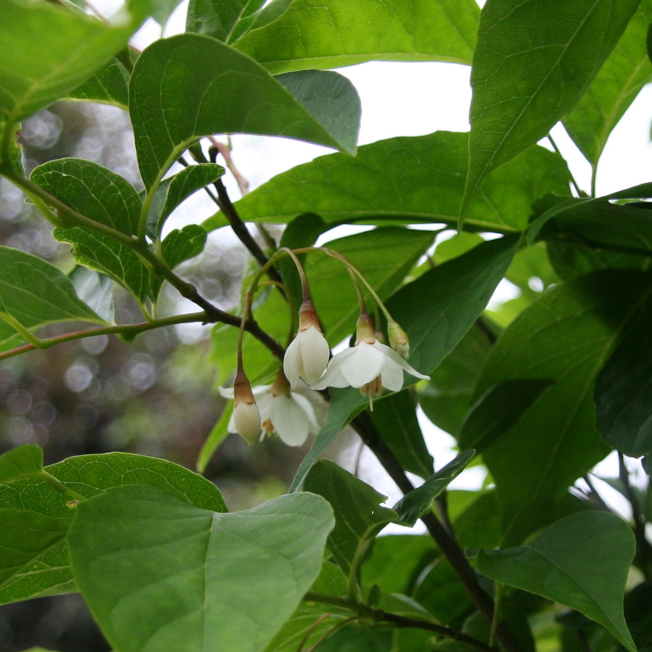 STYRAX japonicus en Juin