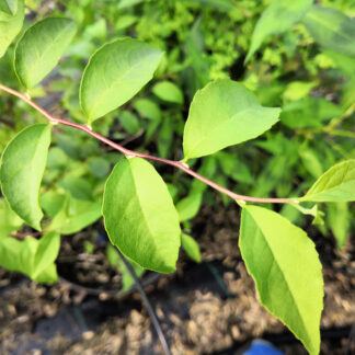 STYRAX japonicus 'Fargesii' en Août