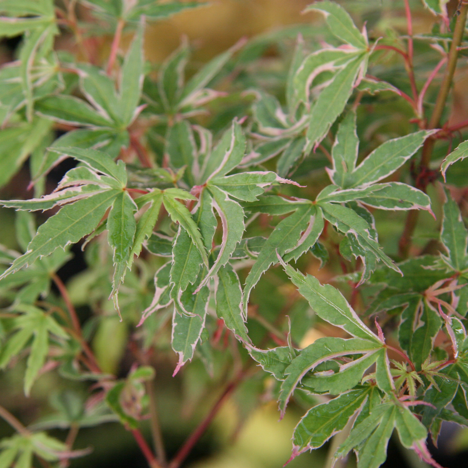 ACER palmatum ‚Kagiri Nishiki‘ en Mai