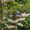 STYRAX japonicus ‘Purple Dress’ en Mai