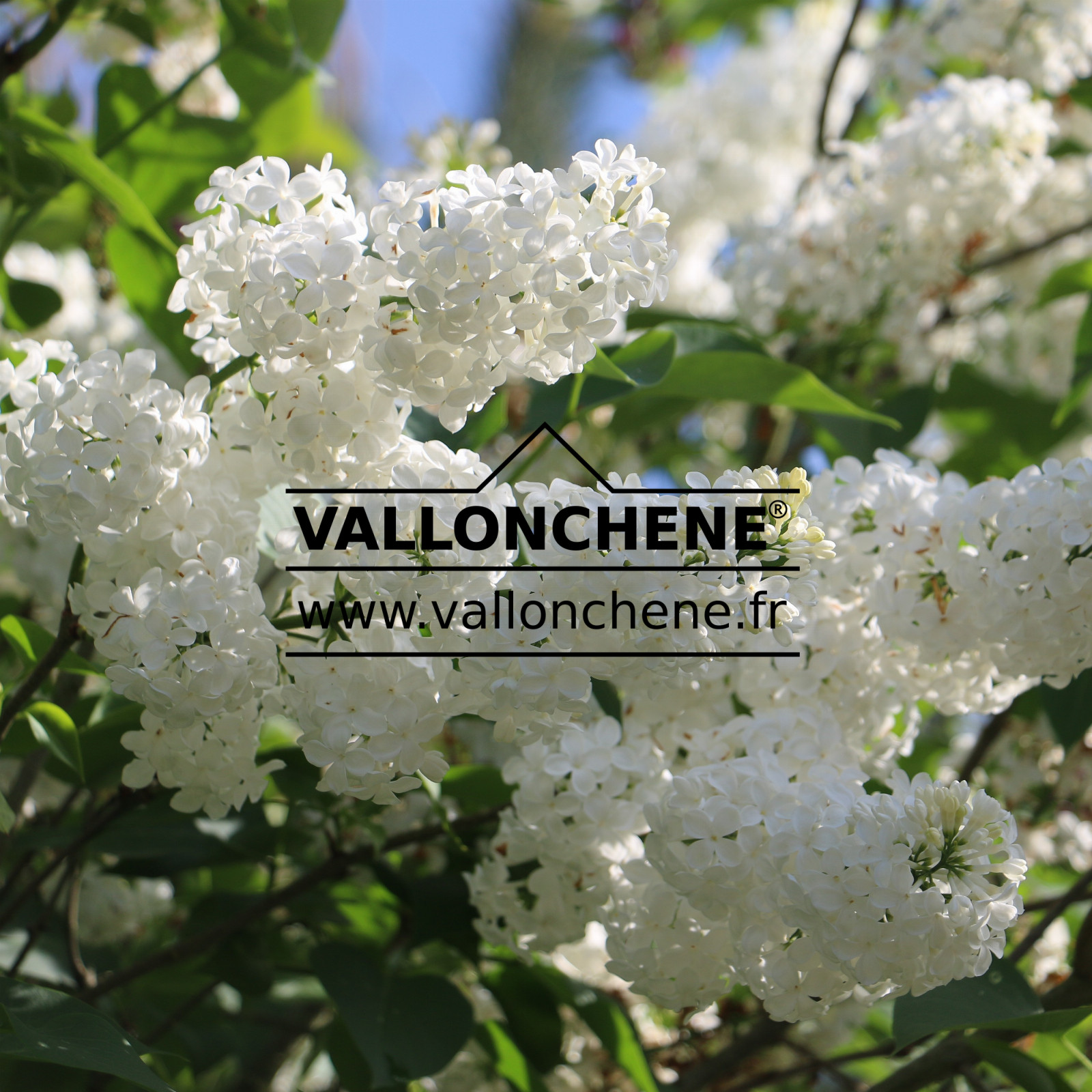 SYRINGA vulgaris ‘Comtesse d’Harcourt’ en Mai