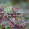 ACER palmatum ‚Karaori Nishiki‘ en Avril