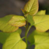 SYRINGA vulgaris ‘Vallonchêne Gold’ en Avril