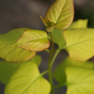 SYRINGA vulgaris 'Vallonchêne Gold' en Avril