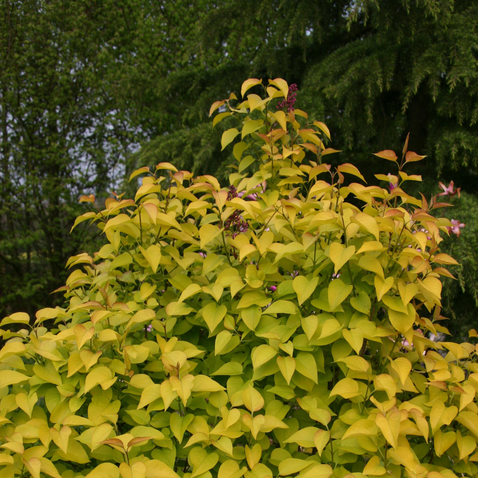 SYRINGA vulgaris ‘Vallonchêne Gold’ en Avril